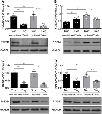 Upregulation of Phosphodiesterase 2A Augments T Cell Activation by Changing cGMP/cAMP Cross-Talk